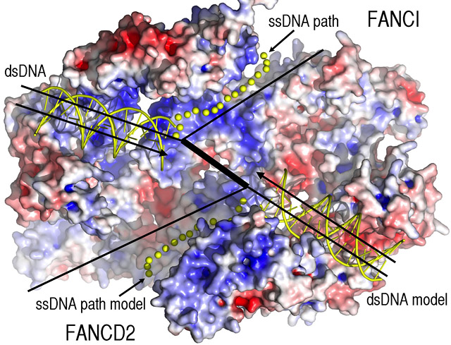 Figure 1: FANCI-FANCD2 structure...